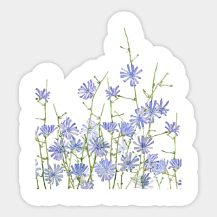 blue purple chicory  2020 Sticker